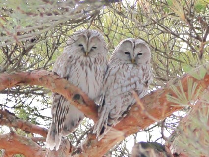 過去のエゾフクロウの写真1