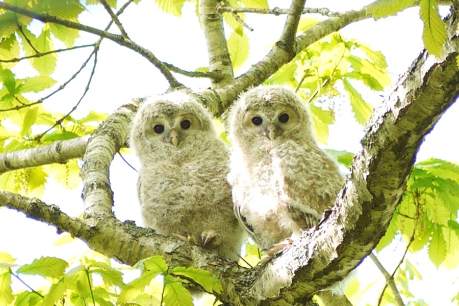 過去のエゾフクロウの写真2