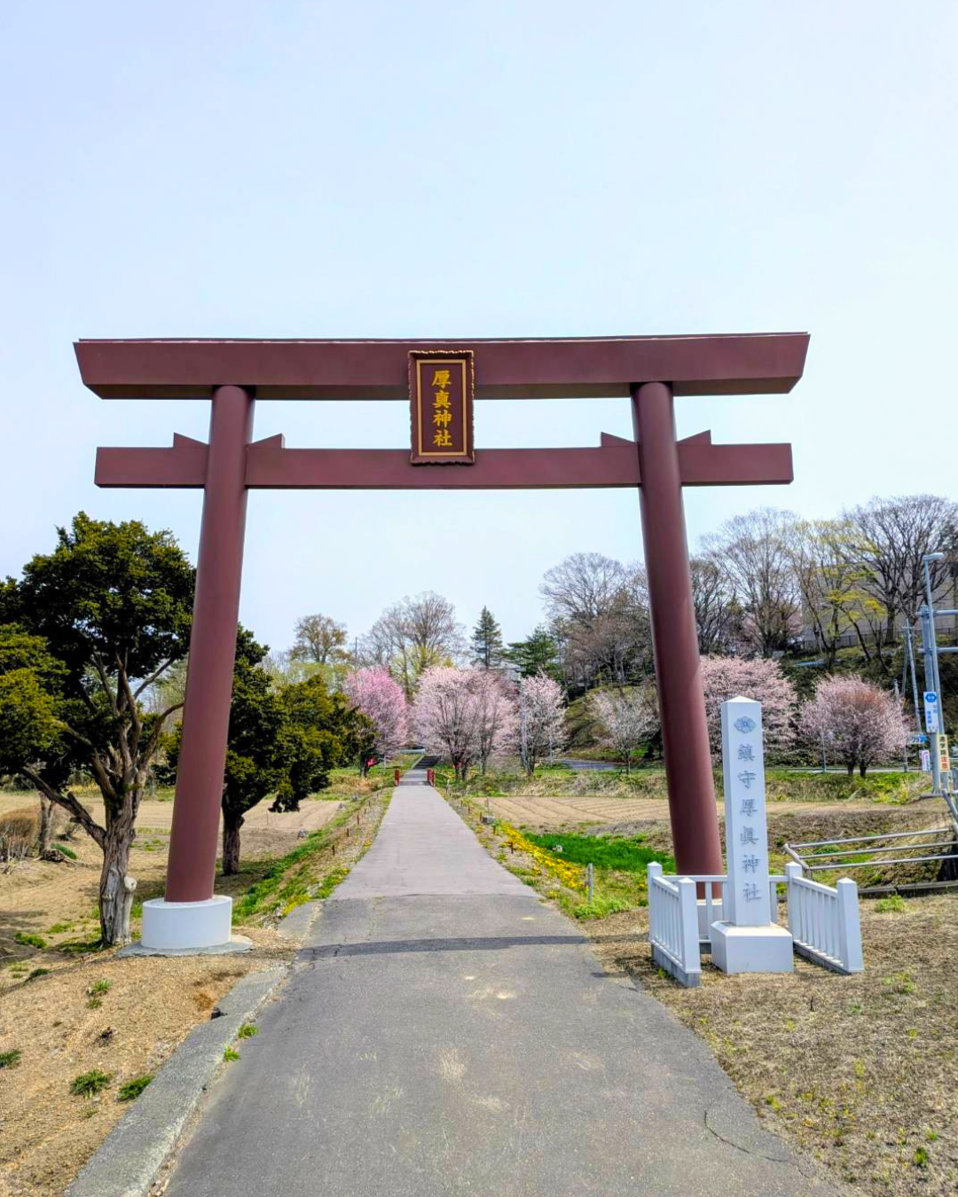 桜をバックにした鳥居の写真