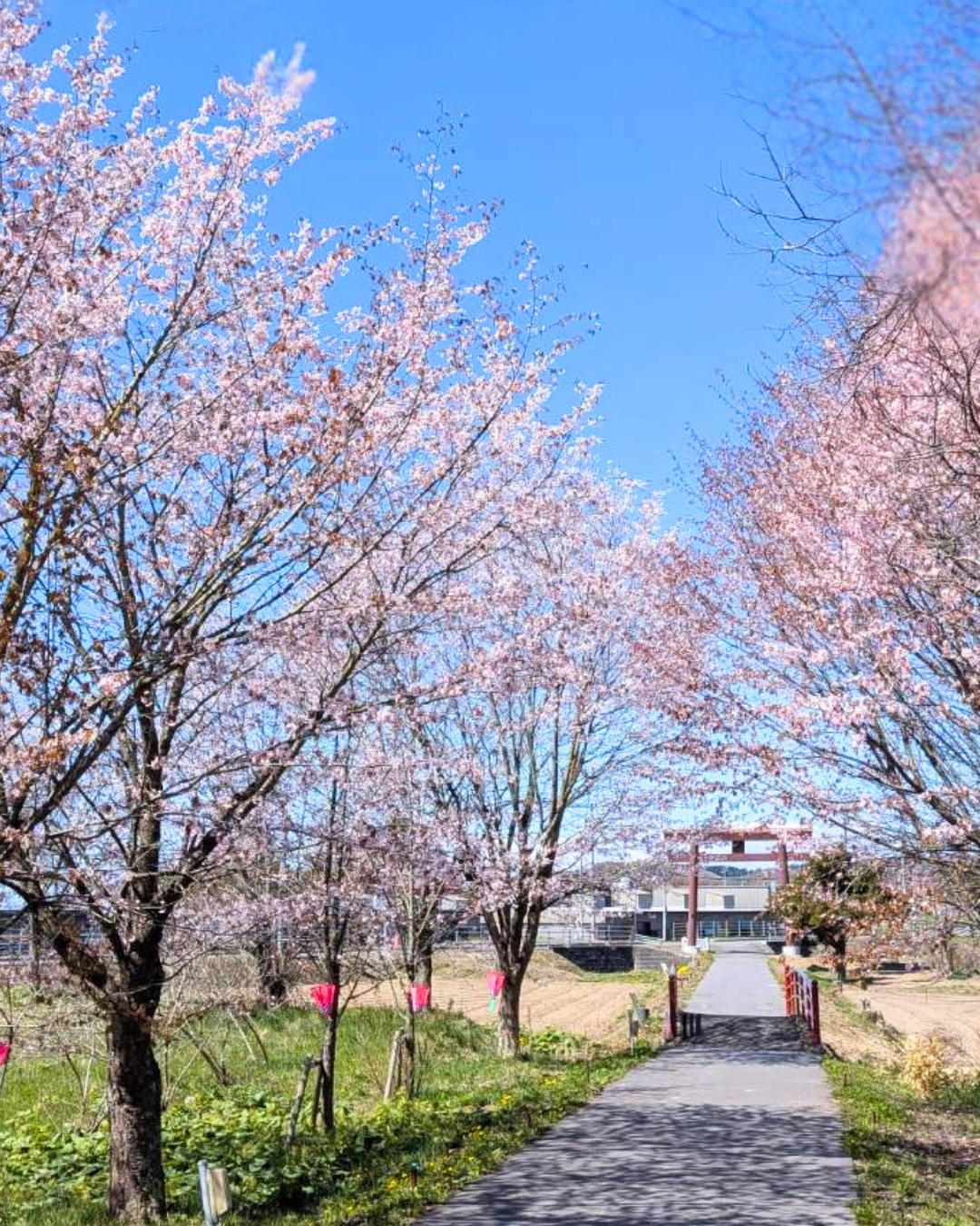 境内の桜の写真