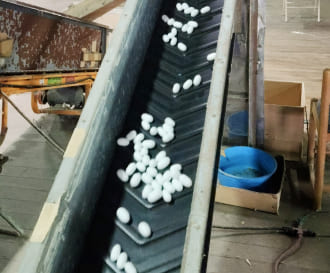 繭が機械の中で運ばれていく様子1