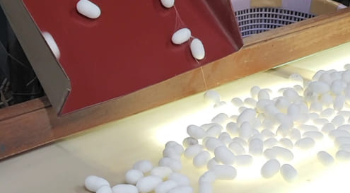 入荷した繭の選別作業